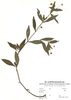 藏品(鱧腸)的圖片